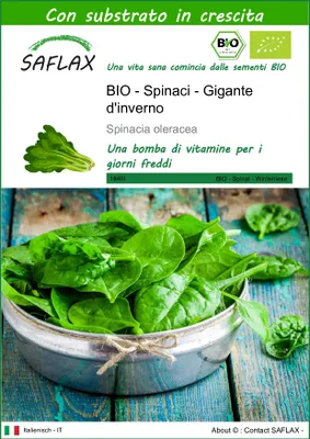 Immagine prodotto di SAFLAX  - BIO - Spinaci - Gigante d'inverno - 250 semi - Con substrato - Spinacia