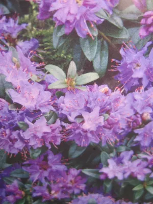 Produktbild von Rhododendron impeditum Gristede - wilde Alpenrose Gristede