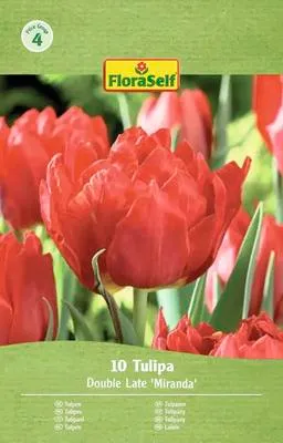 Obrázek produktu pro Tulipány plnokvěté FloraSelf 'Miranda' 11/12 10 ks