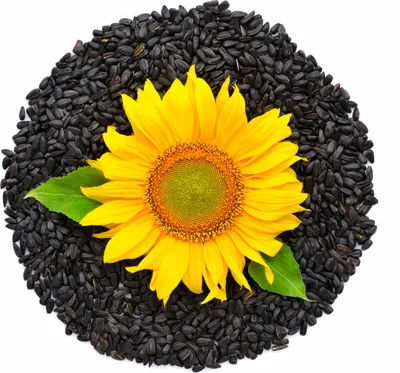 Produktbild von Sonnenblumenkerne geröstet "Babkiny" - 300g