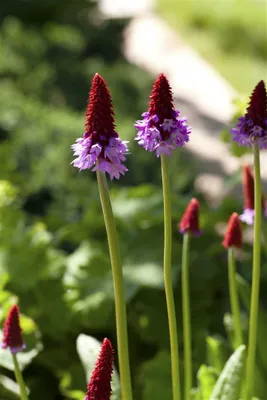 Produktbild von Primula vialii, Orchideenprimel, zweifarbig, ca. 9x9 cm Topf