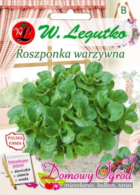 Zdjęcie produktu dla Roszponka Valerianella locusta Legutko