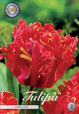 Artikelbild 2 von 'Tulpe Garden Fire (7 Stück)' aus der Kategorie Tulpenzwiebeln