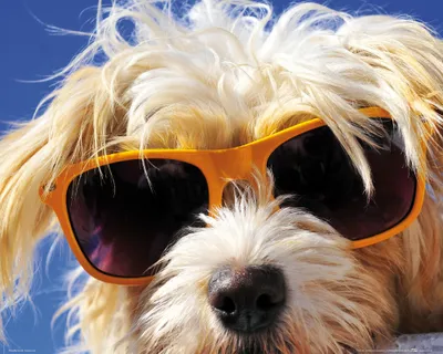 Produktbild von Hunde Kunstdruck Bild - Cooler Hund (40 x 50 cm)