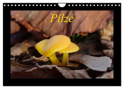 Produktbild von Pilze (Wandkalender 2027 DIN A4 quer), CALVENDO Monatskalender