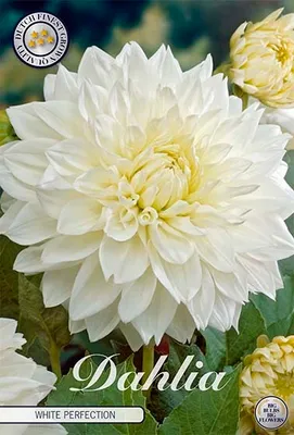 Artikelbild 2 von 'Dahlie White Perfection (1 Stück)' aus der Kategorie Dahlienzwiebeln