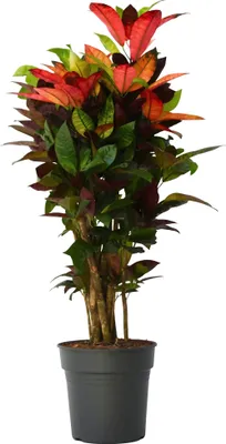 Zdjęcie produktu dla Kroton - Codiaeum variegatum 'Mrs. Iceton' - Wysokość 90-100cm - ⌀27cm