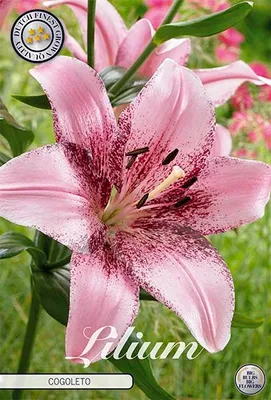 Artikelbild 2 von 'Lilie Morpho Pink (2 Stück)' aus der Kategorie Lilienzwiebeln