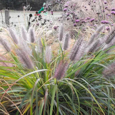 Produktbild von 12 Pflanzen Federborstengras 'Moudry', Pennisetum alopecuroides, P9 Topf