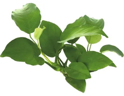 Obrázek produktu pro Vodní rostlina Anubias barteri