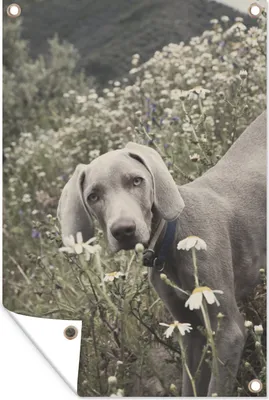 Produktbild von MuchoWow® 80x120 cm Outdoor-Poster Gartendeko Sichtschutz Garten Poster für den Garten  Hund - Weimaraner - Blume