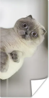 Produktbild von MuchoWow® Poster Katze - Tier - Wohnzimmer 60x120 cm - Wandschmuck