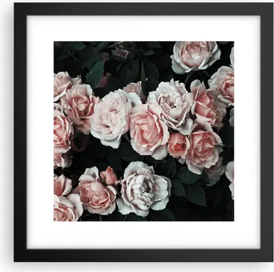Produktbild von Gerahmtes Poster - Schwarzer Rahmen - Rosen Blumen Blätter - 30x30 cm - Wand Bild - Wanddeko - Wandbilder - Kunstposter - Wandposter - Bilderrahmen - Bilder - Kunstdruck - P2BAC30x30-4760