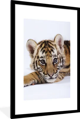 Produktbild von MuchoWow® Gerahmtes Poster Tiger - Jungtier - Wildtier 60x90 cm - Poster mit Schwarzem Bilderrahmen Wandposter Rahmen Foto Bilder - Dekoration - Wandposter Wohnzimmer - Hochwertig