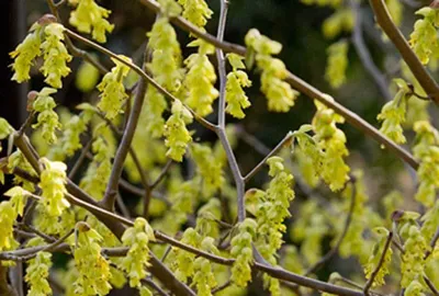 Produktbild von Corylopsis spicata - Hohe Scheinhasel 60- 80 cm Container