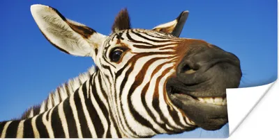 Produktbild von MuchoWow® Poster Zebra - Lustig - Kinder - Jungen - Mädchen 80x40 cm - Wanddeko