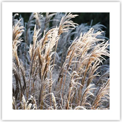 Produktbild von Poster - Poster ohne Rahmen - Stock Ähren Boho - 40x40 cm - Wand Bild - Wanddeko - Wandbilder - Kunstposter - Wandposter - Bilder - Kunstdruck - Wanddekoration - Wandbild - P2XAC40x40-4523