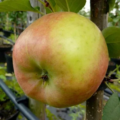 Produktbild von Topaz (S) Winterapfel Zwergbaum Topfballen M9