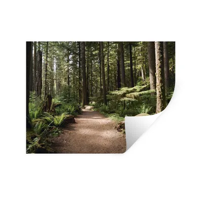 Produktbild von MuchoWow® Wandtattoo Wandsticker Wandaufkleber Amerika - Wald - Baum 40x30 cm Selbstklebend und Repositionierbar - Faltenfrei