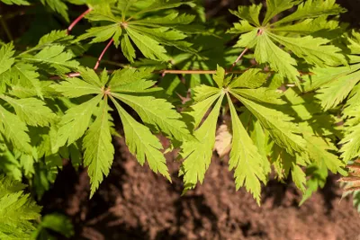 Produktbild von Acer japonicum 'Aconitifolium', Japanischer Ahorn, 40–50 cm