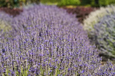 Produktbild von Stauden Gänge 100 x Lavandula angustifolia 'Munstead' -  Echter Lavendel - Stecklingsvermehrt - Tolle Lila Blüten - Sehr Insekten und Bienenfreundlich