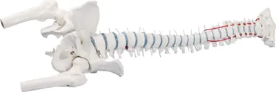 Immagine prodotto di Camera Erler Modello standard della colonna vertebrale con monconi delle cosce e bacino