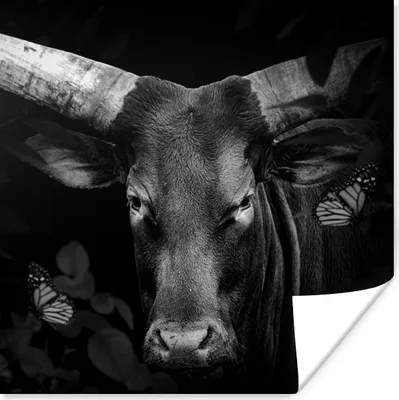 Produktbild von MuchoWow® Poster Tiere - Kuh - Dschungel - Schwarz - Weiß 50x50 cm - Wohnzimmerdekoration