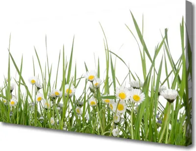 Produktbild von Tulup Leinwand-Bilder 100x50 Wandbild Canvas Kunstdruck Gras Gänseblümchen Natur