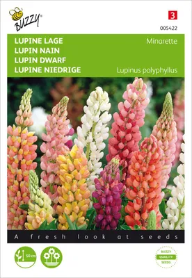 Produktbild von Lupine Niedrige Minarette | Lupinensamen von Buzzy Seeds