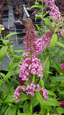 Image de Buddleia davidii 'Pink Delight' / Arbre aux papillons rose