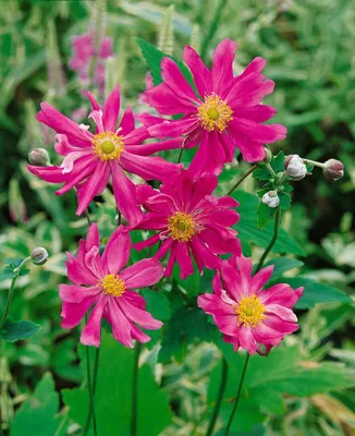 Produktbild von Anemone japonica 'Prinz Heinrich', Herbstanemone, rosa, ca. 9x9 cm Topf