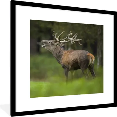 Produktbild von MuchoWow® Gerahmtes Poster Elch - Wald - Porträt 40x40 cm - Poster mit Schwarzem Bilderrahmen Wandposter Rahmen Foto Bilder - Poster - Plakat im Rahmen