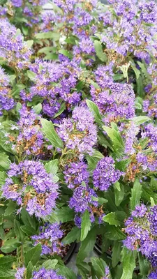 Image de Caryopteris x clandonensis 'Grand Bleu' / Spirée bleue
