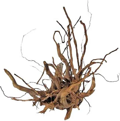 Immagine prodotto di Finger-Wurzel Medium (30-40 cm)