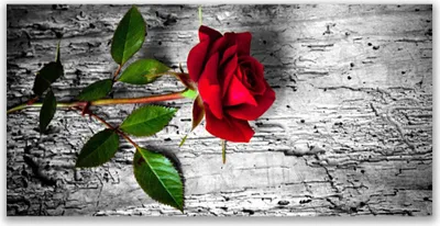 Produktbild von Glasbilder 120x60 Wandbild Druck auf Glas Rose Pflanzen