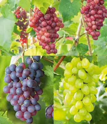 Produktbild von BALDUR Garten 6er Kernlose Tafel-Trauben-Kollektion, kernlose Früchte für ein großes Naschvergnügen, resistente Züchtungen, winterhart bis -20 °C, 3 knackig süße Weintrauben-TOP-Sorten