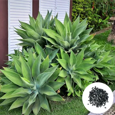 Obrázok produktu pre Semená Agave Attenuata - balenie 5 ks - Nenáročná na starostlivosť - Agáve labutia
