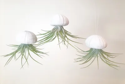 Produktbild von Seeigelgehäuse Urchin weiß mit Tillandsie Kammi 3er Set