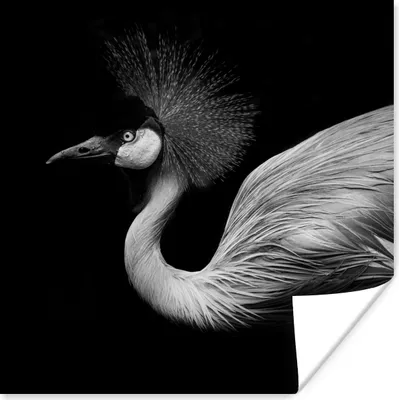 Produktbild von MuchoWow® Poster Kranich - Schwarz - Weiß - Vogel - Tiere 100x100 cm - Babyzimmer