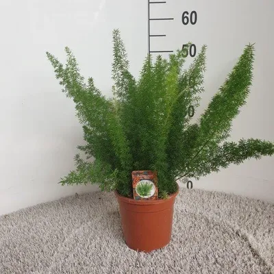 Immagine prodotto di Asparagus densiflorus Meyers - 40-50cm - Ø17cm - Pianta d'appartamento - Sempreverde
