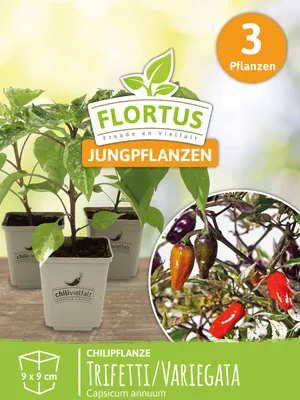 Produktbild von Chilipflanze Trifetti / Variegata | Chilipflanzen von FLORTUS, Menge:3 Pflanzen