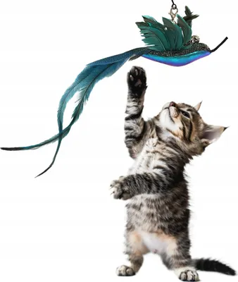 Immagine prodotto di Giocattolo per gatti colibrì con piume e campanelli, uccello intercambiabile per la canna da pesca
