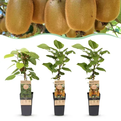 Produktbild von Green boutiQ - Obstpflanze - Actinidia Weiki & Hayward - Kiwi-Pflanze - 1 Männliche - 2 Weibliche - Pflanzen - Grün - Topf 15cm - Höhe 50cm