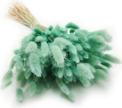 Produktbild von Getrocknete Hasenschwanzgras - (Lagurus) - Minze