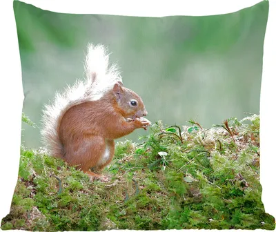Produktbild von MuchoWow® Zierkissen Sofakissen Wohnzimmer Dekokissen 60x60 cm Eichhörnchen - Wald - Moos - Sitzfläche - Foto Polster