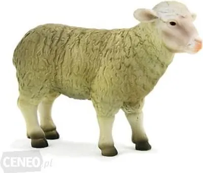 Image de Mouton Animal Planet
