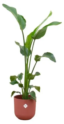 Produktbild von Strelitzia Nicolai einschließlich elho Jazz Round rot - 90-100cm - Ø23cm - Zimmerpflanze - Komplett-Set - Pflanze mit Topf