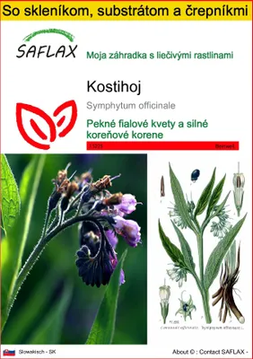 Obrázok produktu pre SAFLAX Kultivačný set - kostihoj - Symphytum officinale - 15 Semená - S mini skleníkom, pestovateľským substrátom a 2 črepníkmi
