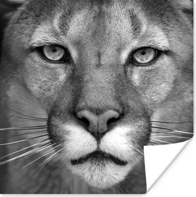 Produktbild von MuchoWow® Poster Panther - Wildlife - Schwarz - Weiß 50x50 cm - Wohnzimmerdekoration