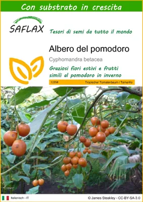 Immagine prodotto di SAFLAX  - Albero del pomodoro - 50 semi - Con substrato - Cyphomandra